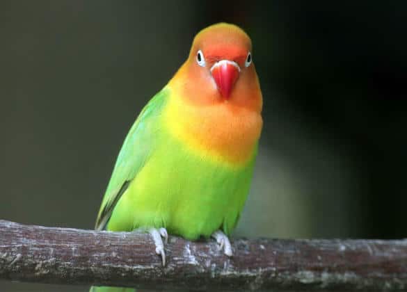 動物図鑑・ボタンインコ